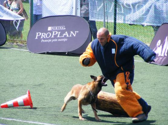 Dog Master - Dresaj Cluj-Napoca, Cluj