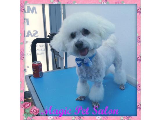 Magic Pet Salon - Cosmetică veterinară sector 5, Bucuresti