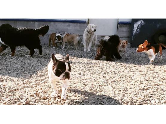 Dog Resort - Pensiune Canina - Hotel animale Ștefanestii de Sus, Ilfov